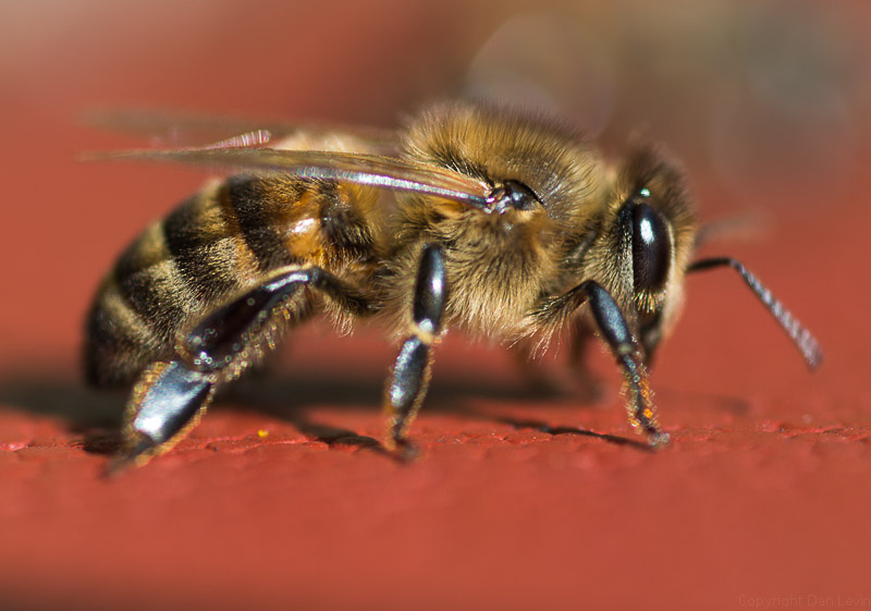 buckfast bee
