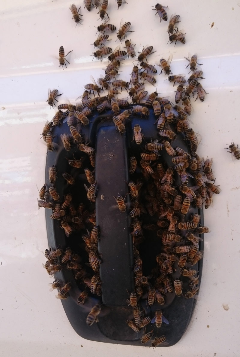 bees_on_car